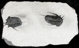 Double Devil Horned Cyphaspis Walteri Trilobite Plate #18585-7